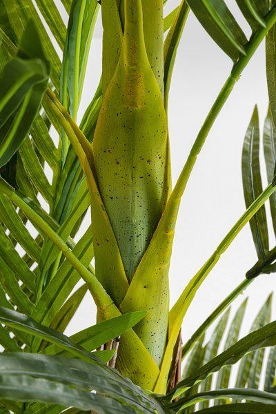 Deko Pflanze Palm Tree 190cm