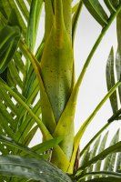 Vorschau: Deko Pflanze Palm Tree 190cm Vorschau: Deko Pflanze Palm Tree 190cm