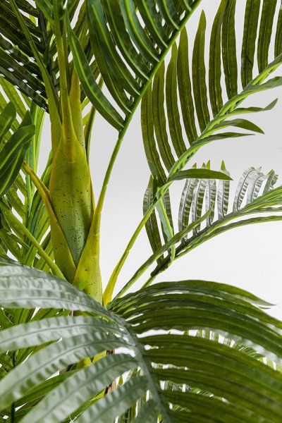 Deko Pflanze Palm Tree 190cm
