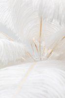 Vorschau: Tischleuchte Feather Palm Weiß 60cm Vorschau: Tischleuchte Feather Palm Weiß 60cm