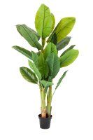 Vorschau: Deko Pflanze Banana Tree 180cm Vorschau: Deko Pflanze Banana Tree 180cm