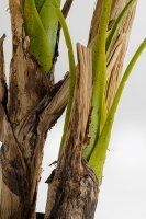 Vorschau: Deko Pflanze Palm Tree 190cm Vorschau: Deko Pflanze Palm Tree 190cm